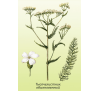 Деревій лікарський (30 шт.) / Achillea millefolium